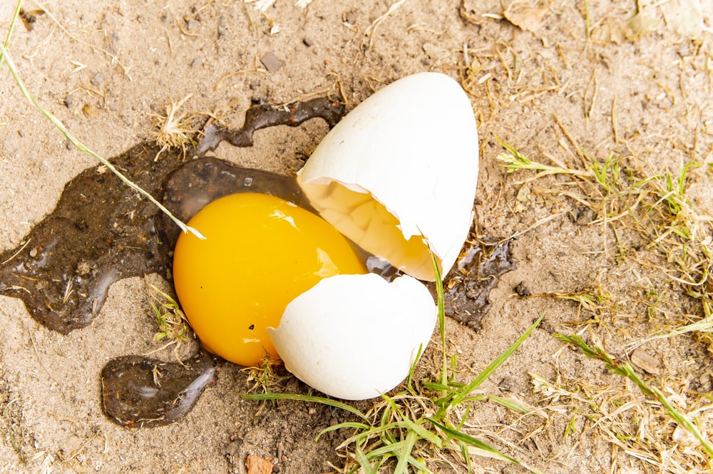 a broken egg on the ground is a metaphor for a franchise failure