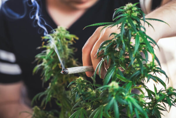 A photo of a woman tending a marijuana plant depicting marijuana in the workplace