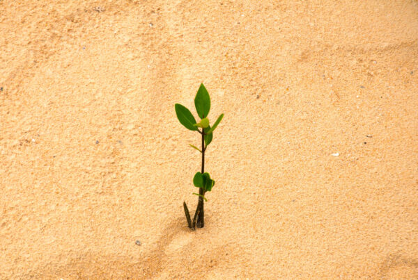 A tiny plant grows in a desert depicting business resilience