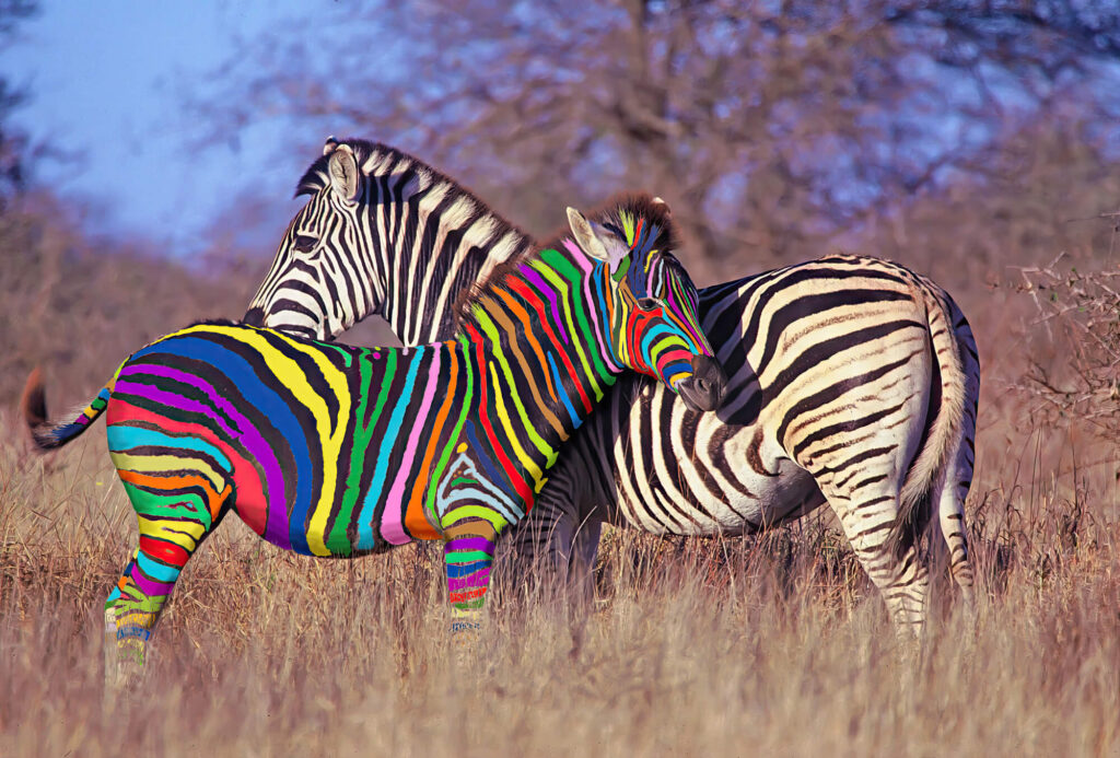 A multicolored Zebra stands next to a black and white striped Zebra