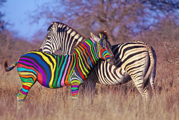 A multicolored Zebra stands next to a black and white striped Zebra